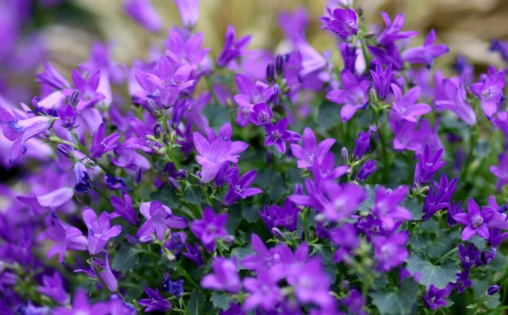 lobelia, flower, mauve, garden, beautiful, flower background, plants, lobelia, lobelia, lobelia, beautiful flowers, flower wallpaper, lobelia, nature, lobelia